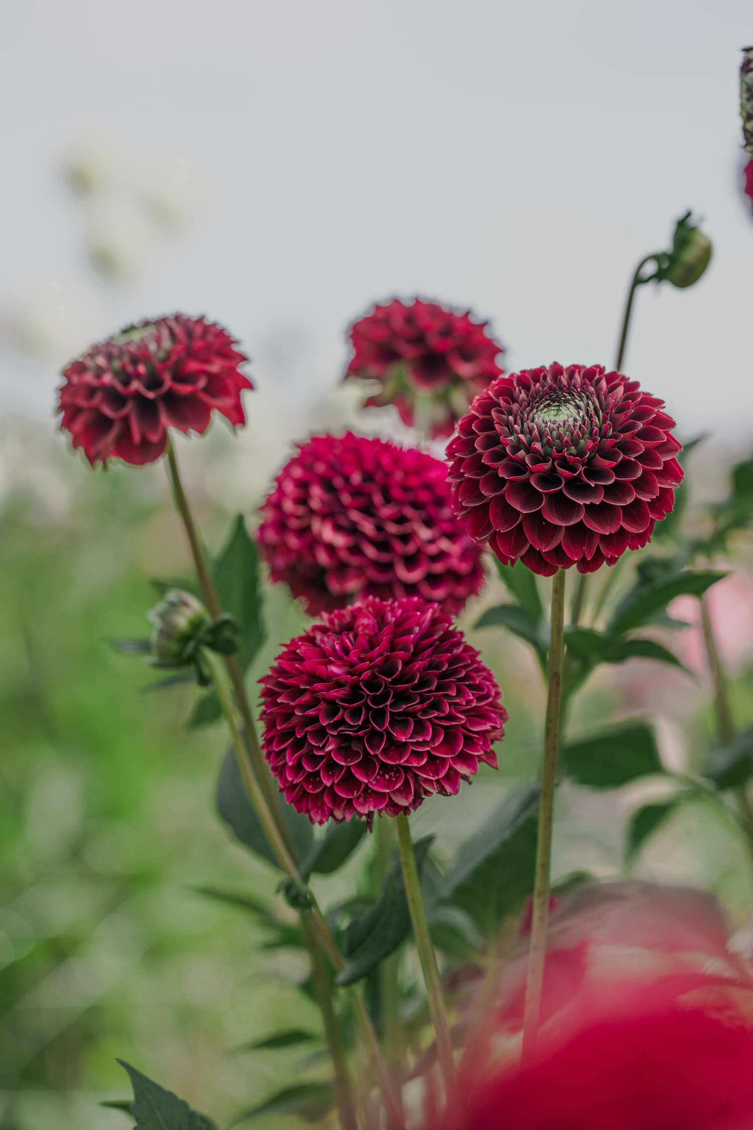 Daalia 'Black Pierre'